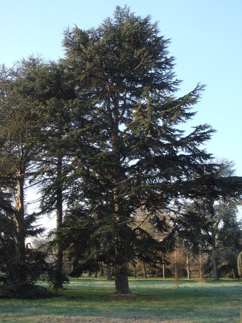 Cedrus libani